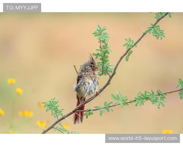 红雀士气低迷，主帅称需寻找新节奏，红雀是什么